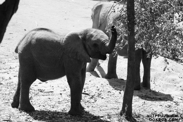 Motty Gajah Satu-Satunya Hasil Kawin Silang