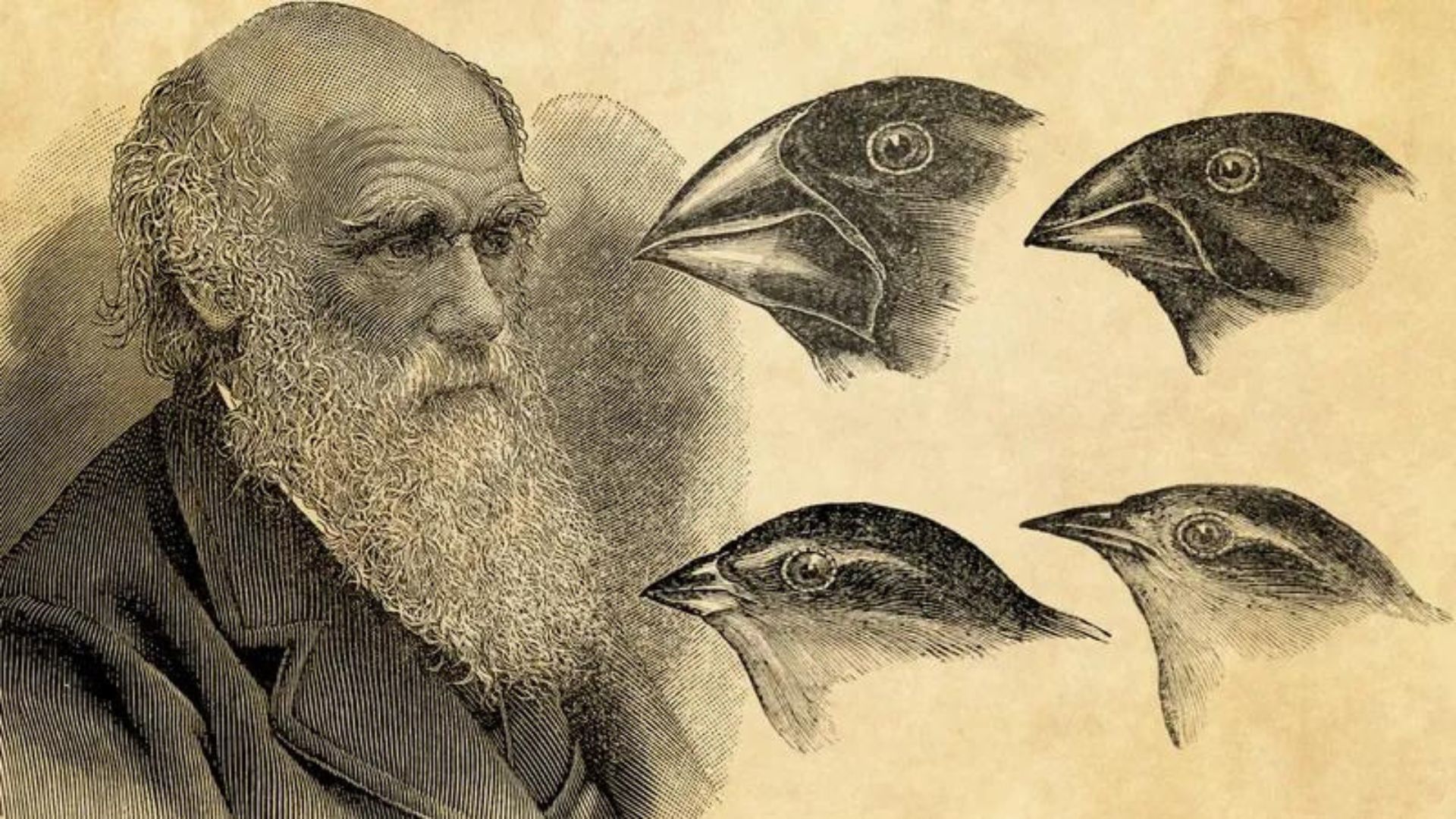 Sejarah Charles Darwin Yang Berkontribusi Kuat Pada Teori Evolusi