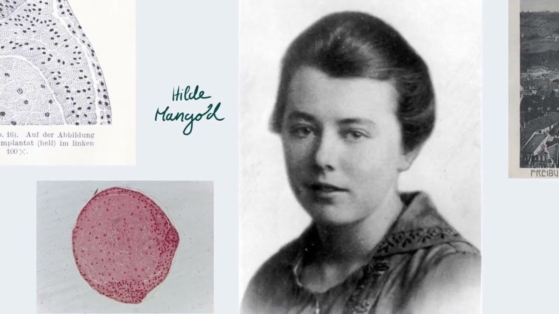 Hilde Mangold dan Penelitian Embriologinya yang Mendobrak